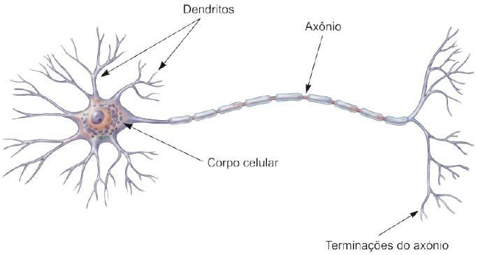 Ilustração científica de um neurônio com legendas identificando suas partes principais: dendritos, corpo celular, axônio e terminações do axônio